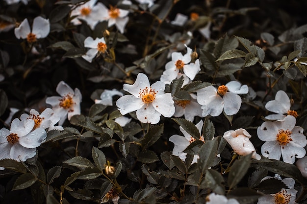 Boutons de fleurs d'églantier sous la pluie concept photo