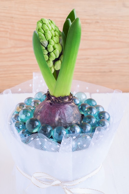 Boutons de fleurs de jacinthe dans un pot blanc