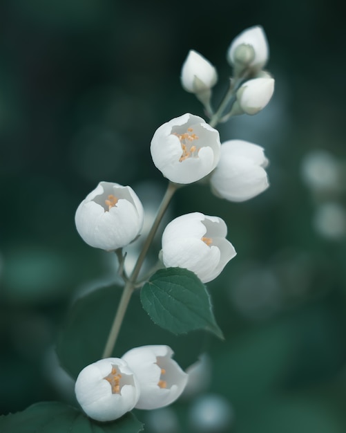 Boutons de fleurs de jasmin blanc sur une branche close up