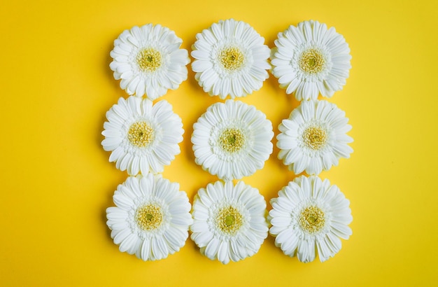 Boutons de fleurs de marguerite gerbera blanches à plat en forme de carré sur fond jaune en vue de dessus