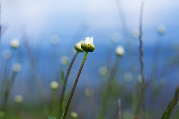 Boutons floraux sur fond bleu