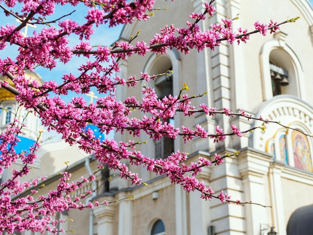 Boutons floraux roses sur les branches de Cercis au printemps dans le contexte de l'Église orthodoxe