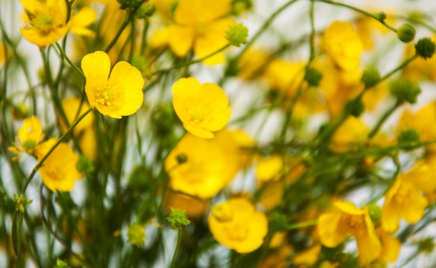 Boutons d&#39;or jaune