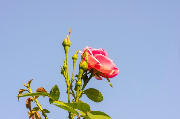 Boutons de rose rose Rosa hybrida avec fond de ciel bleu sur une mise au point peu profonde