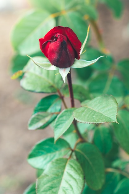 Boutons de rose rouge poussant dans le jardin.