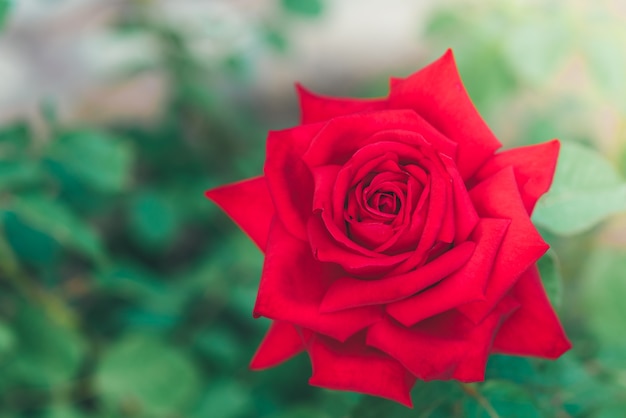 Boutons de rose rouge poussant dans le jardin.