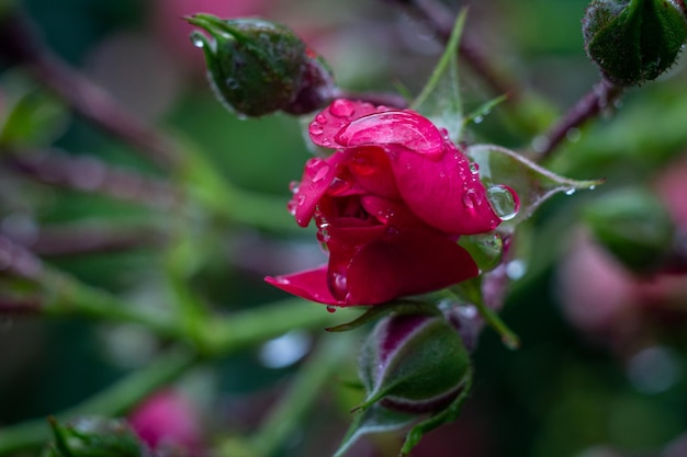 boutons de roses roses dans les gouttes de pluie