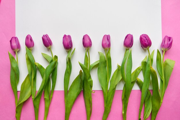 Boutons de tulipes couleur violet sur papier blanc