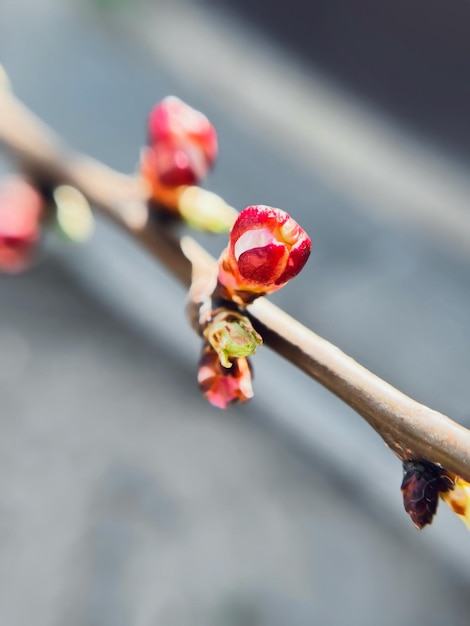 Bouts fermés de fleurs d'abricot