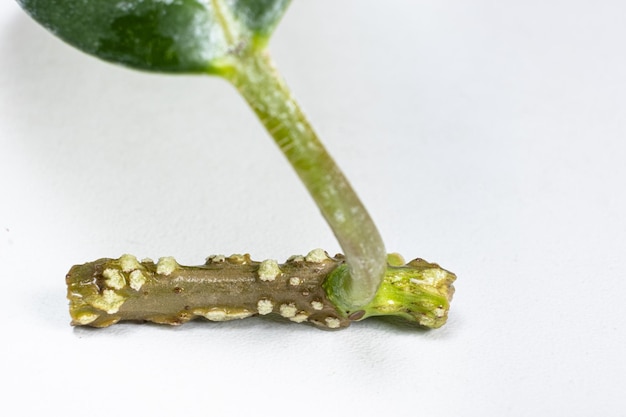 Les boutures de jasmin ont pris racine avant de planter dans le sol