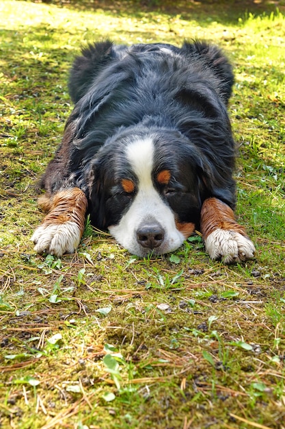 Bouvier bernois allongé sur l'herbe par une journée ensoleillée.