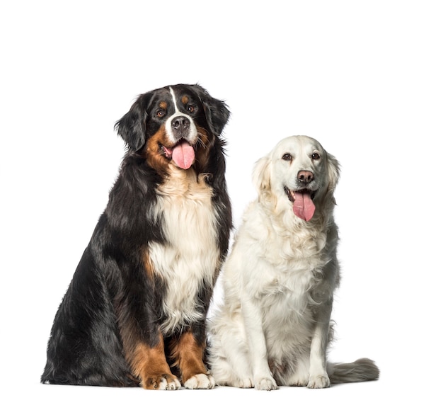 Bouvier Bernois, Golden Retriever assis en face de fond blanc