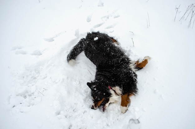 Bouvier bernois jouant dans la neige