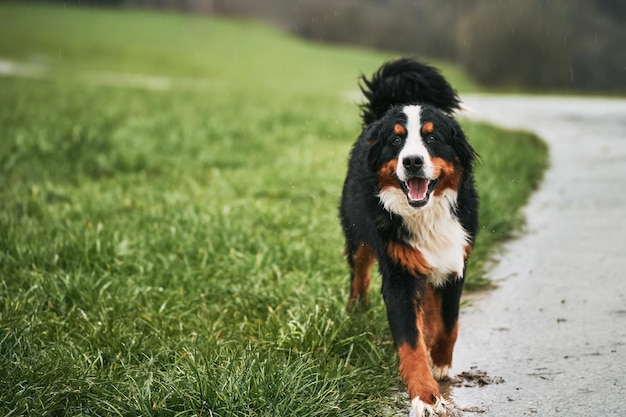 Un bouvier bernois joyeux s'engageant dans un jeu alpin Un bouvier bernois heureux joue dans l'herbe verte luxuriante des Alpes suisses