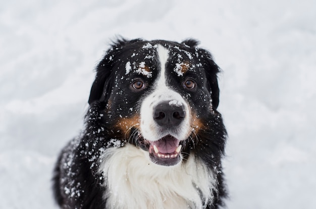 Bouvier bernois avec de la neige sur la tête