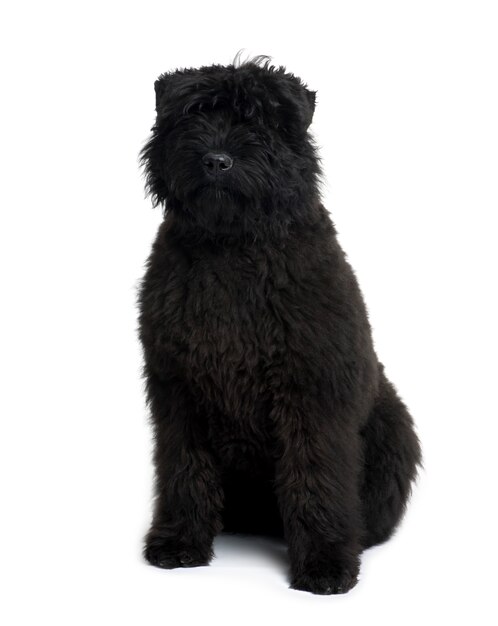 Bouvier des Flandres, 5 mois, assis