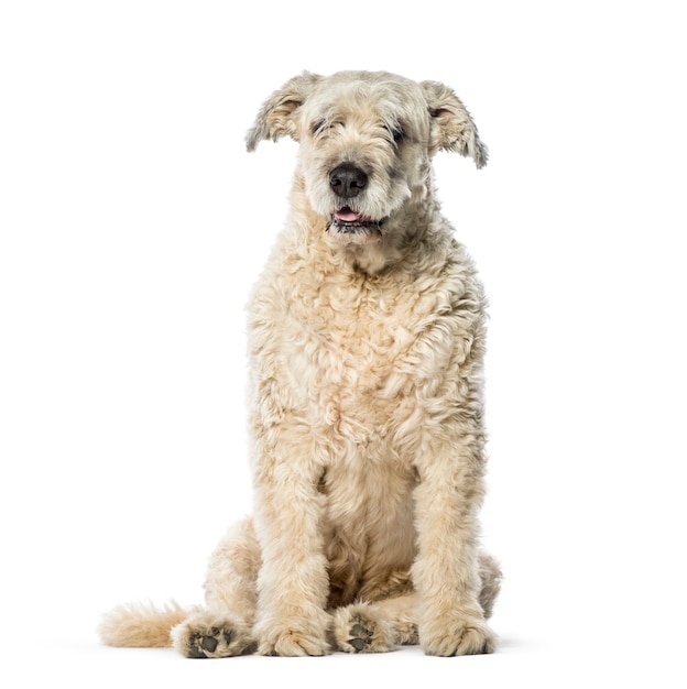 Bouvier des Flandres assis en face de fond blanc