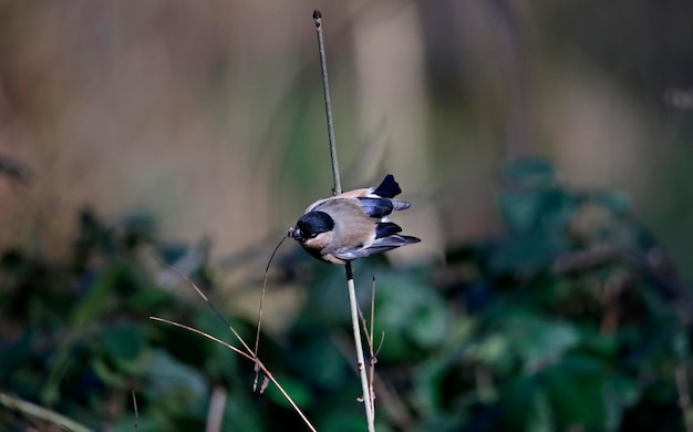 Bouvreuil mâle mangeant des têtes de graines séchées dans les bois