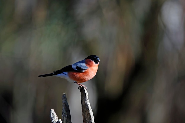 Bouvreuil mâle perché sur un rondin dans les bois