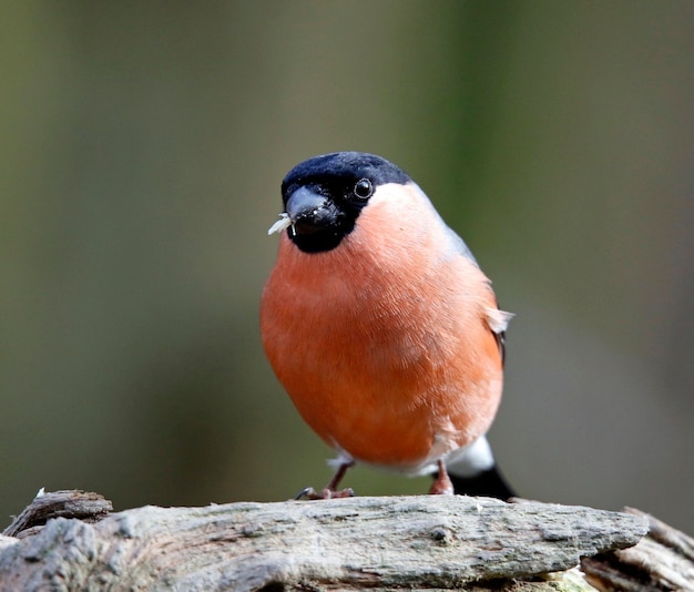 Bouvreuils se nourrissant dans les bois