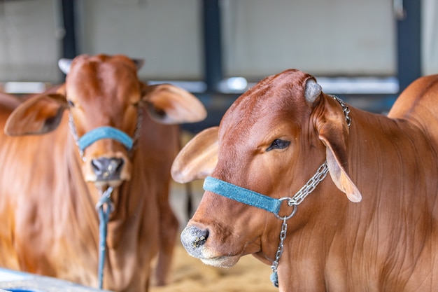 Bovin D'élite Zébu Brésilien Dans Un Parc D'exposition