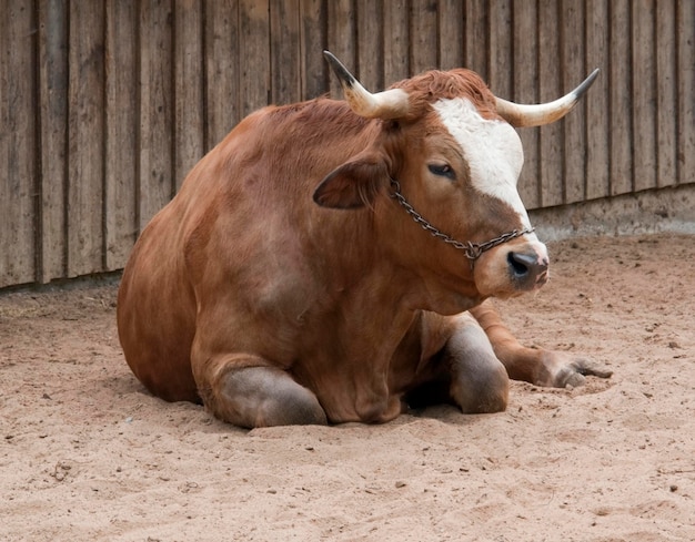 bovins au repos