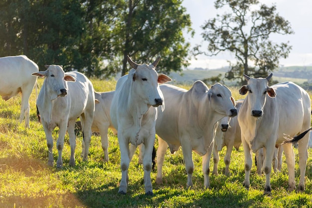 Bovins blancs Nelore dans le pâturage