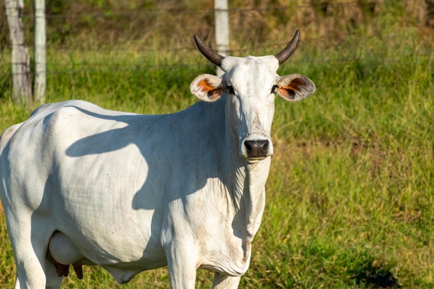 Bovins blancs Nelore dans le pâturage