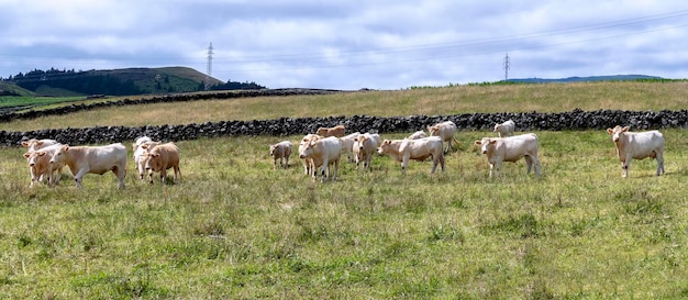 Bovins de boucherie au pâturage. Paysage des Açores