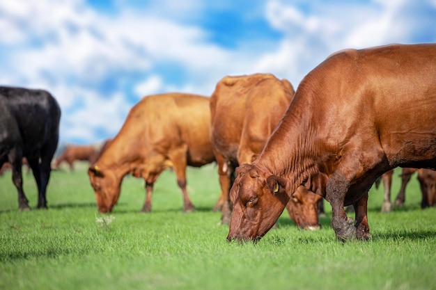 Les bovins de boucherie sont actifs et mangent des aliments biologiques à l'extérieur