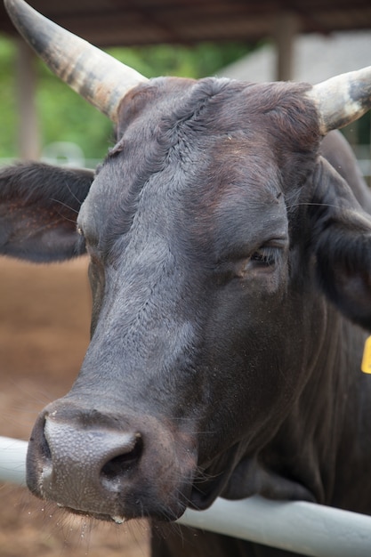 bovins de boucherie