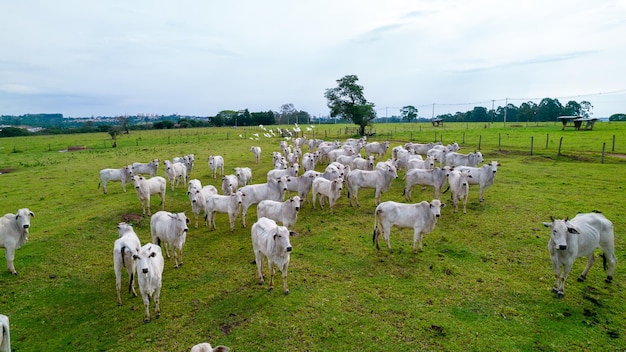 Bovins brésiliens Nellore dans une ferme. Vue aérienne