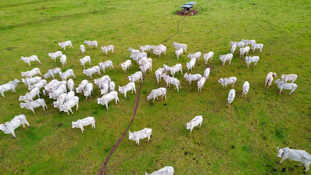 Bovins brésiliens Nellore dans une ferme. Vue aérienne