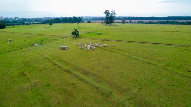 Bovins brésiliens Nellore dans une ferme. Vue aérienne