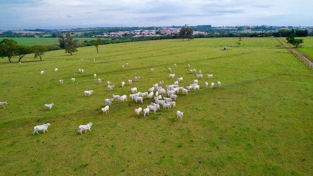 Bovins brésiliens Nellore dans une ferme. Vue aérienne