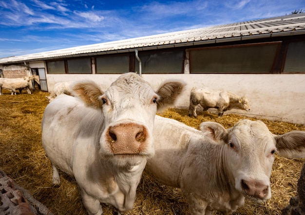 Bovins charolais à viande