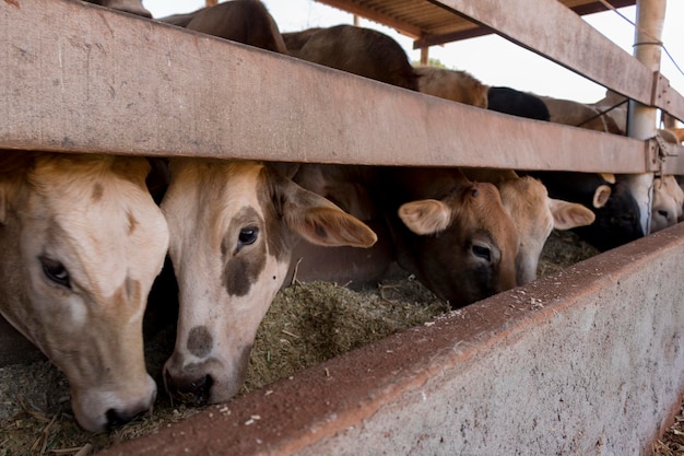 Bovins en confinement dans une ferme