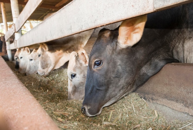 Bovins en confinement dans une ferme