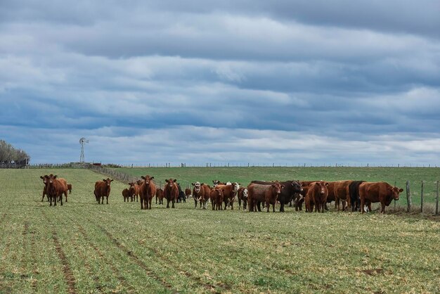 Bovins dans la campagne de la pampa La Pampa Argentine