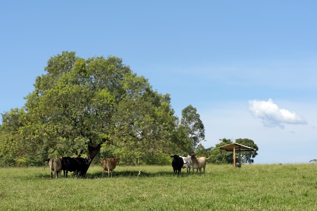 Bovins dans les pâturages d'herbe verte avec des arbres