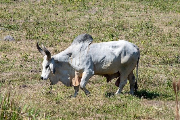 Bovins Guzera isolés sur pâturage