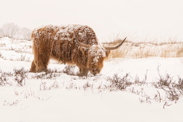 Bovins Highland (Bos taurus taurus) recouvert de neige et de glace. Paysage d'hiver des montagnards écossais