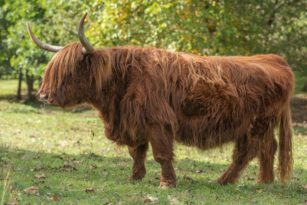 Bovins Highland dans les pâturages au début de l'automne