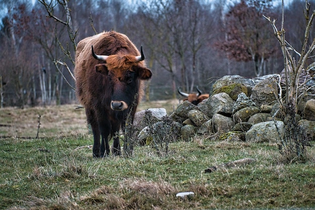 Bovins Highland dans un pré Cornes puissantes Fourrure brune Agriculture et élevage