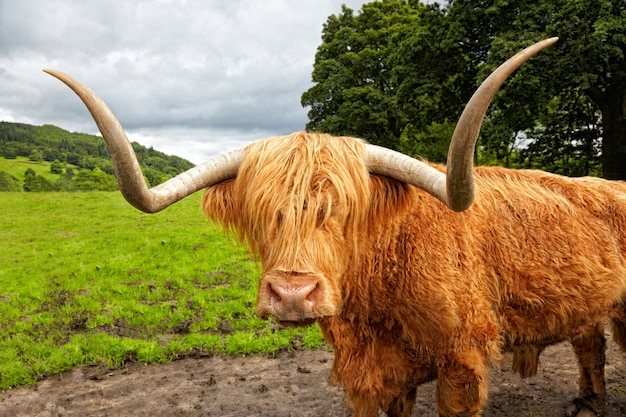 Bovins des Highlands écossais sur le pré