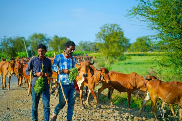 Bovins indiens à l'extérieur