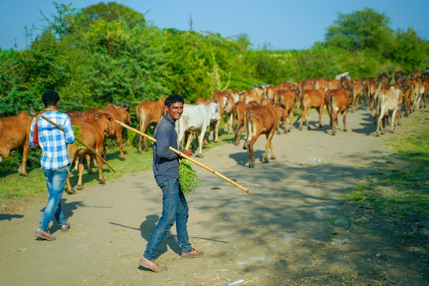 Bovins indiens à l'extérieur