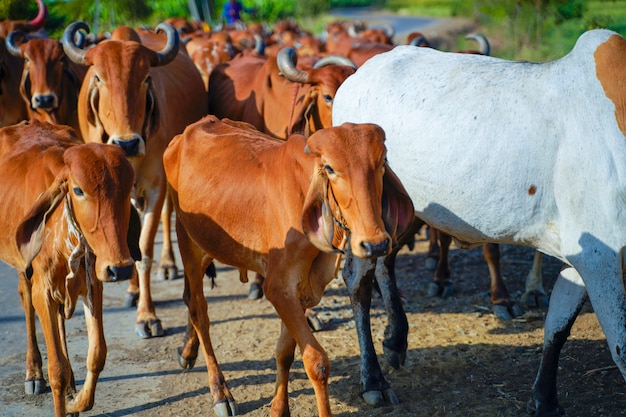 Bovins indiens à l'extérieur