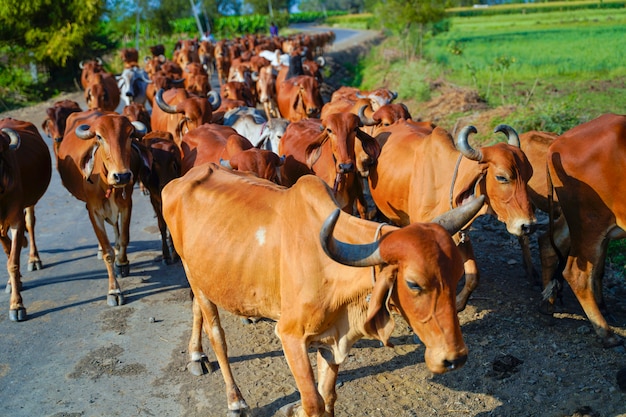 Bovins indiens à l'extérieur