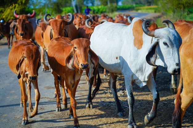 Bovins indiens à l'extérieur